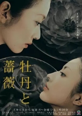 牡丹与玫瑰 牡丹与玫瑰