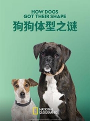 狗狗体型之谜 狗狗体型之谜