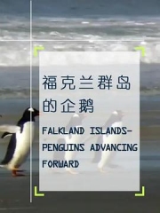 企鹅之岛:福克兰 企鹅之岛:福克兰